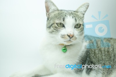 Cute Cat Portrait Wearing A Securitiy Collar In Relaxing Time Stock Photo