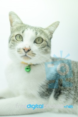 Cute Cat Portrait Wearing A Securitiy Collar In Relaxing Time Stock Photo