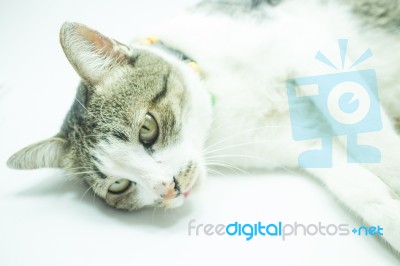 Cute Cat Portrait Wearing A Securitiy Collar In Relaxing Time Stock Photo