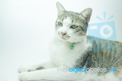 Cute Cat Portrait Wearing A Securitiy Collar In Relaxing Time Stock Photo