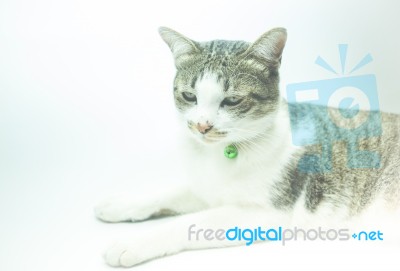 Cute Cat Portrait Wearing A Securitiy Collar In Relaxing Time Stock Photo