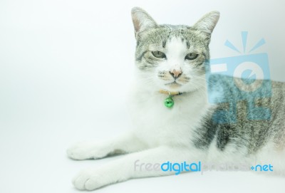 Cute Cat Portrait Wearing A Securitiy Collar In Relaxing Time Stock Photo