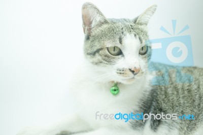 Cute Cat Portrait Wearing A Securitiy Collar In Relaxing Time Stock Photo