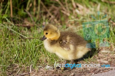 Cute Chick Stock Photo