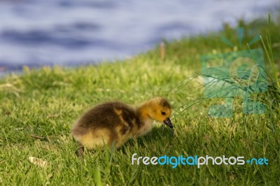 Cute Chick Is Searching Something In The Grass Stock Photo