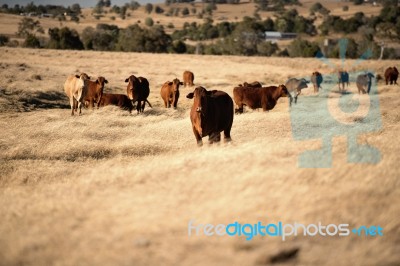 Cute Cows In The Countryside During The Day Stock Photo