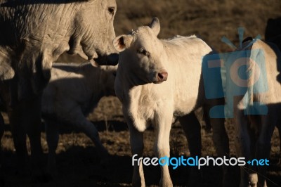 Cute Cows In The Countryside During The Day Stock Photo