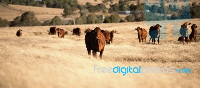 Cute Cows In The Countryside During The Day Stock Photo