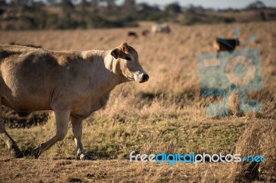 Cute Cows In The Countryside During The Day Stock Photo