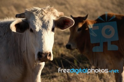 Cute Cows In The Countryside During The Day Stock Photo