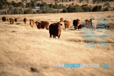 Cute Cows In The Countryside During The Day Stock Photo