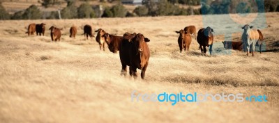 Cute Cows In The Countryside During The Day Stock Photo