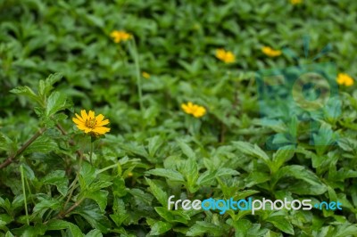 Cute Creeping Daisy Stock Photo