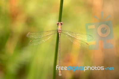 Cute Damselfly On Nature Stock Photo