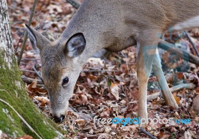 Cute Deer Is Eating The Leaves From The Ground Stock Photo