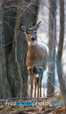 Cute Deer Is Looking At Something Stock Photo