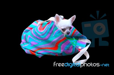 Cute Dog In Color Bag On Black Background Stock Photo