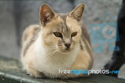 Cute Domestic Cat Stock Photo