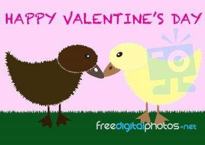 Cute Duck Couple Stock Image