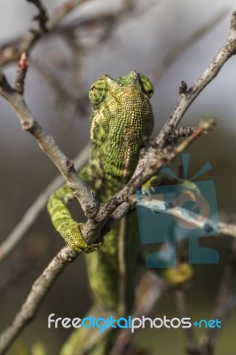 Cute Green Chameleon Stock Photo