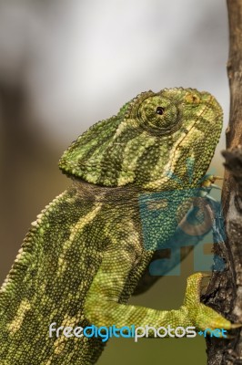 Cute Green Chameleon Stock Photo