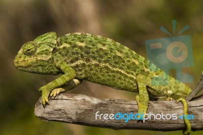 Cute Green Chameleon Stock Photo