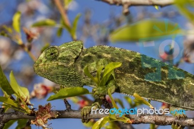 Cute Green Chameleon Stock Photo