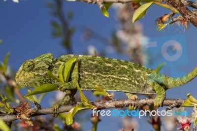 Cute Green Chameleon Stock Photo