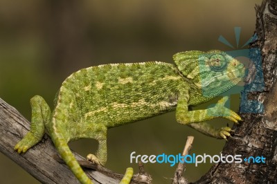 Cute Green Chameleon Stock Photo