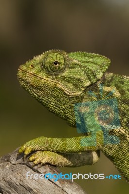 Cute Green Chameleon Stock Photo