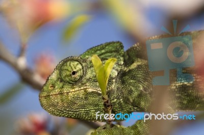 Cute Green Chameleon Stock Photo