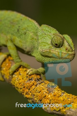 Cute Green Chameleon Stock Photo