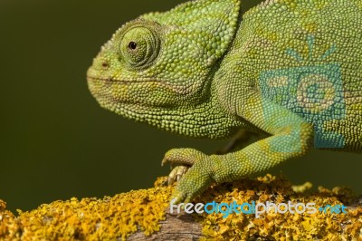 Cute Green Chameleon Stock Photo