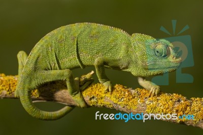 Cute Green Chameleon Stock Photo