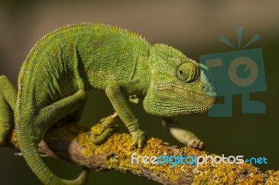 Cute Green Chameleon Stock Photo