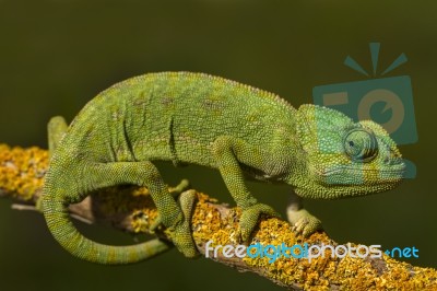 Cute Green Chameleon Stock Photo