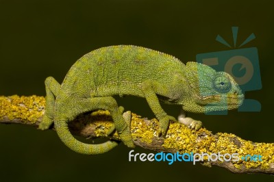 Cute Green Chameleon Stock Photo