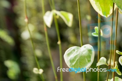 Cute Green Leaves In Natural Heart Shape. Greenery Color Plant Background Stock Photo