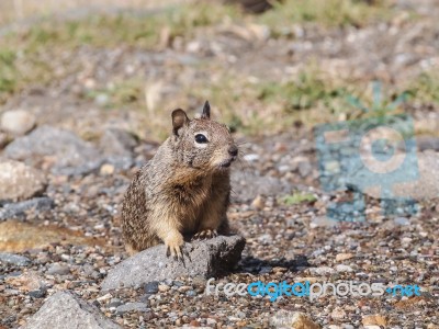 Cute Grey Squirrel Stock Photo