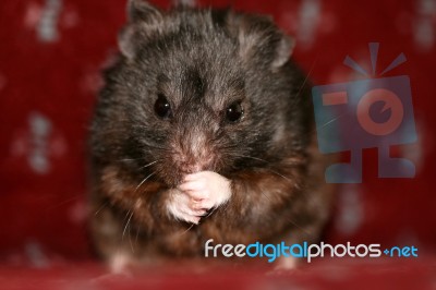 Cute Hamster Stock Photo