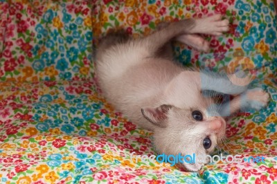 Cute Happy Kitty Cat Relax Stock Photo