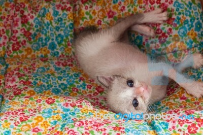 Cute Happy Kitty Cat Relax Stock Photo