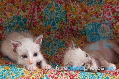 Cute Happy Kitty Cat Relax Close Up Stock Photo