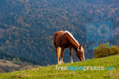 Cute Horse In The Alps Stock Photo