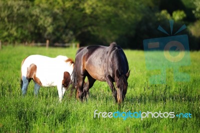 Cute Horse In The Alps Stock Photo