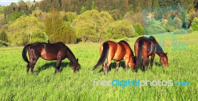 Cute Horses In The Alps Stock Photo