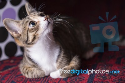 Cute Kitten On Red Carpet, Stock Photo