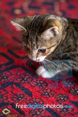 Cute Kitten On Red Carpet, Stock Photo