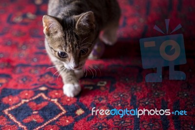 Cute Kitten On Red Carpet, Stock Photo