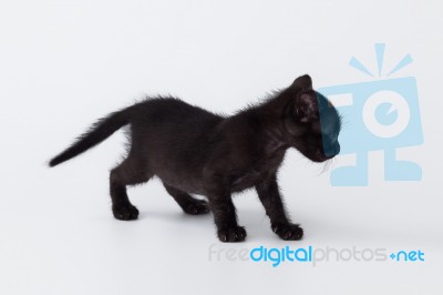 Cute Kitty Balck Cat Playing On White Background Stock Photo